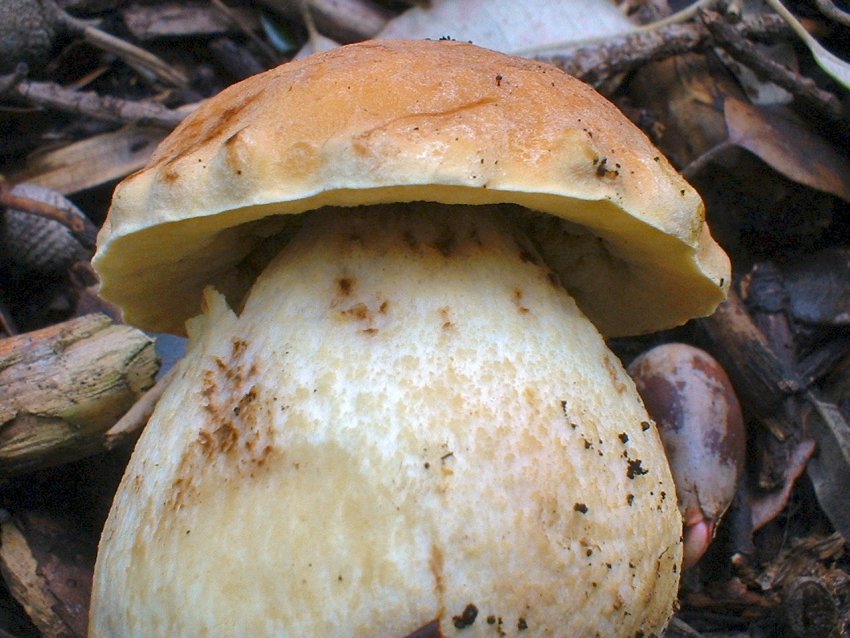 Escursione tra pino e leccio